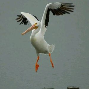 Meet your Posher, Kristie